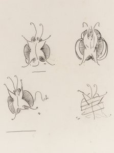 Tres mariposas de Whistler y un boceto destruido, c.1890